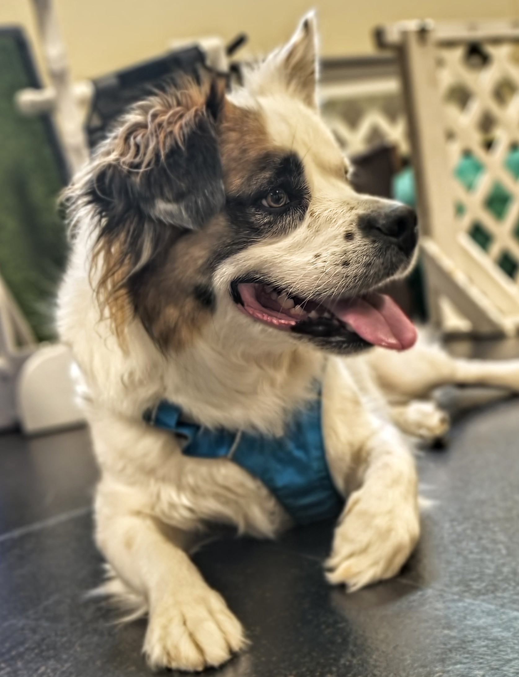 Dog doing canine fitness work at Animal Therapy Center