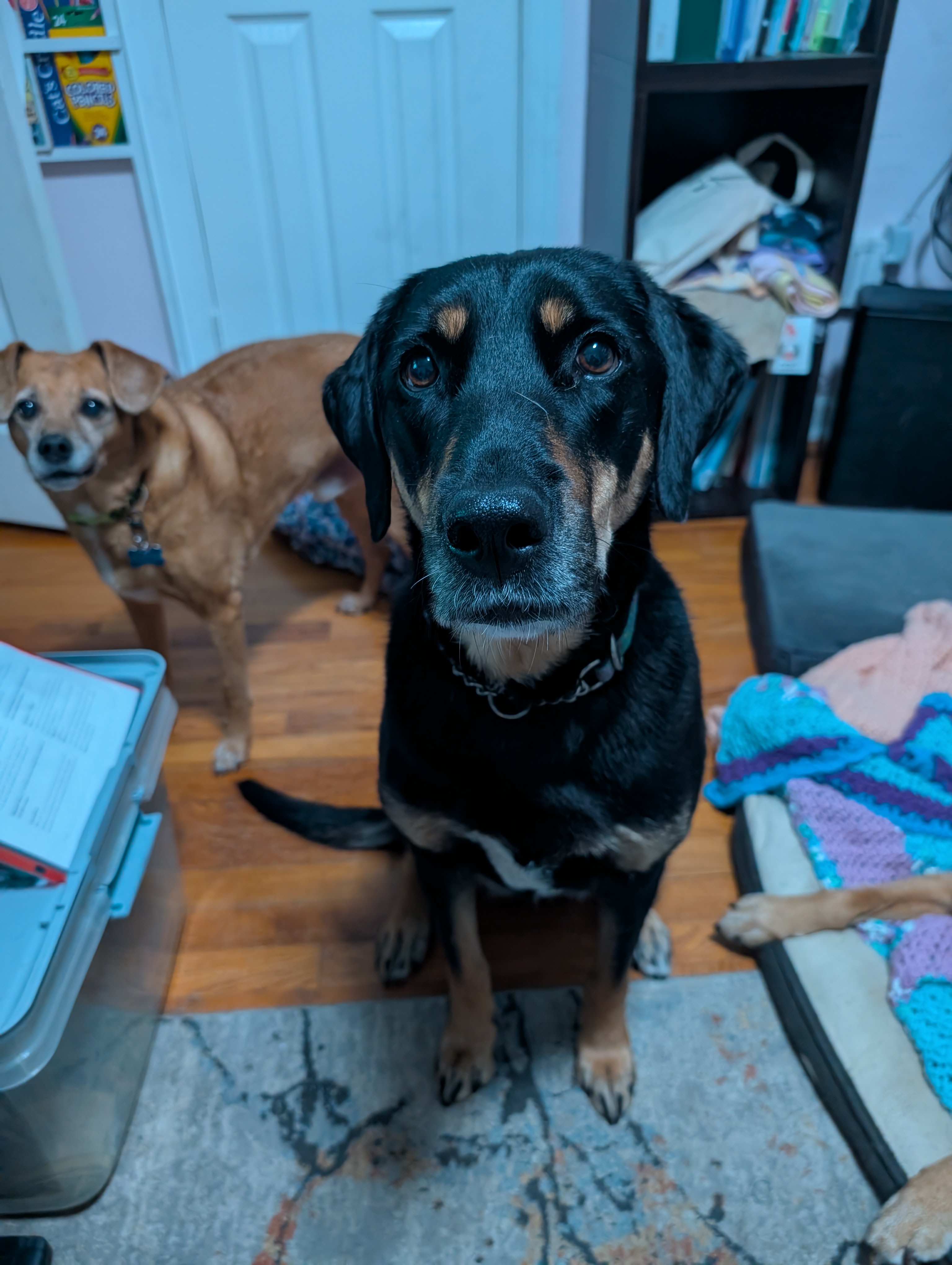 Stephanie's dogs Jake and Mixi