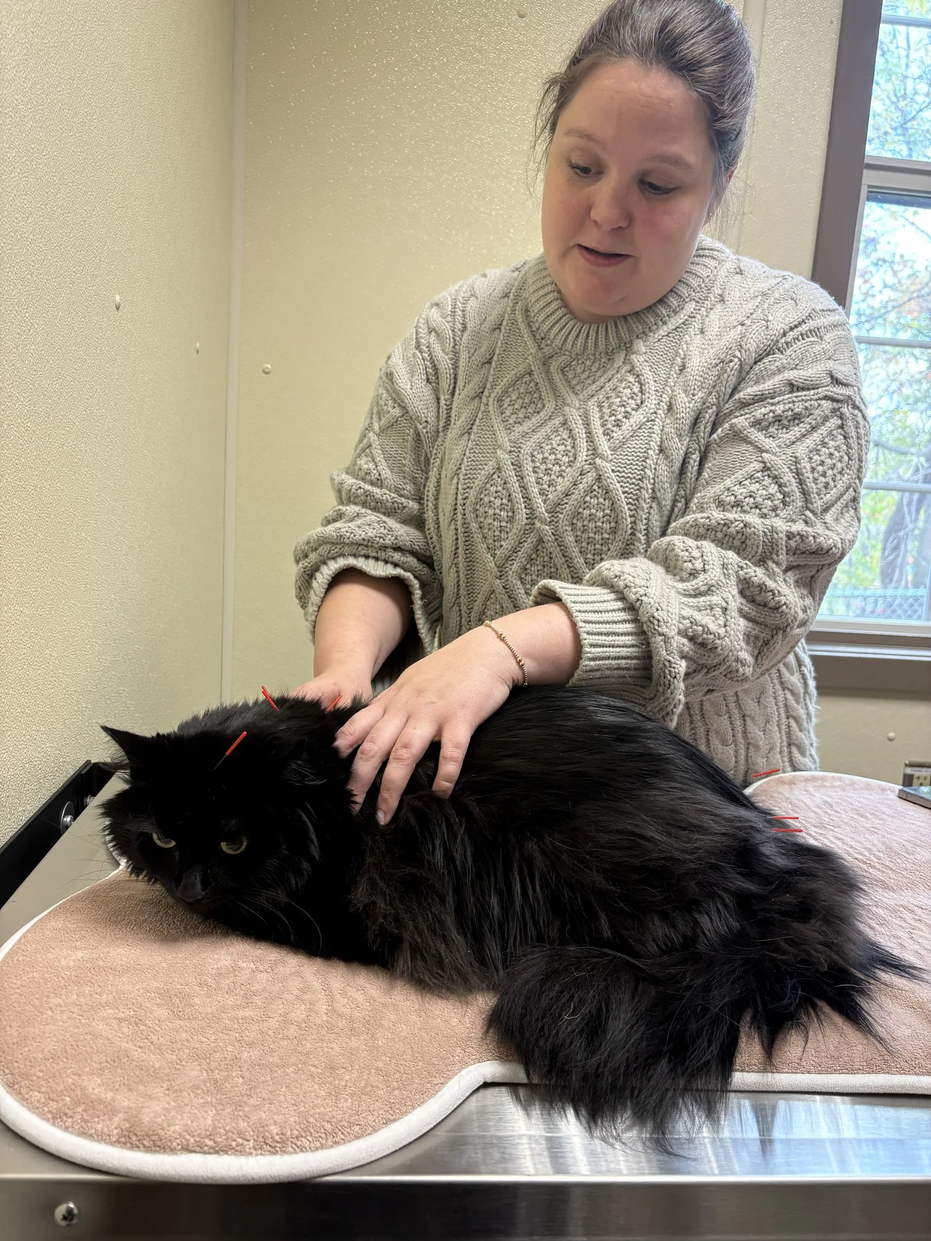 Dr. Nixon providing acupuncture treatment for a cat at Animal Therapy Center in Bethlehem PA