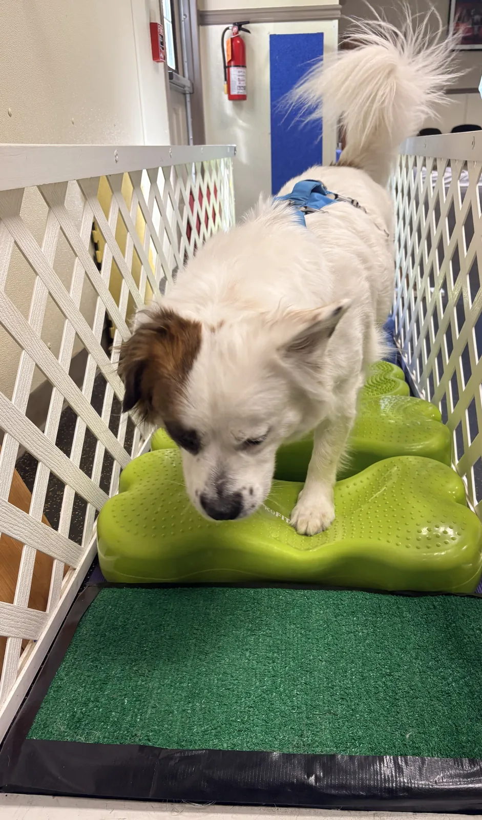 Quentin doing land exercise at Animal Therapy Center