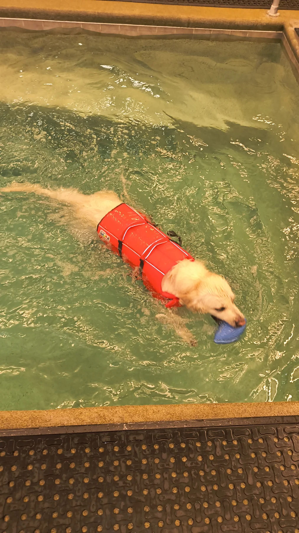Dog swimming in indoor rehabilitation pool at Animal Therapy Center